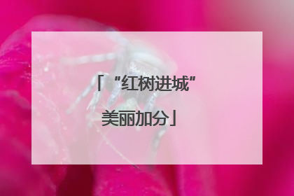 “红树进城” 美丽加分