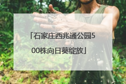 石家庄西兆通公园500株向日葵绽放