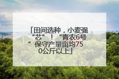 田间选种，小麦强“芯”！“青农6号”保守产量亩均750公斤以上