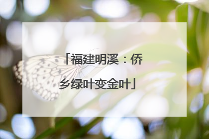 福建明溪：侨乡绿叶变金叶