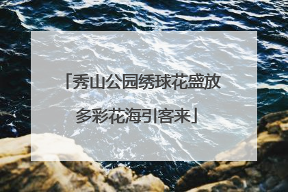 秀山公园绣球花盛放 多彩花海引客来