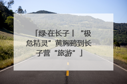 绿·在长子丨“极危精灵”黄胸鹀到长子营“旅游”