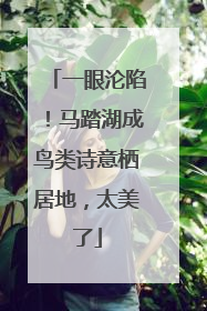 一眼沦陷！马踏湖成鸟类诗意栖居地，太美了
