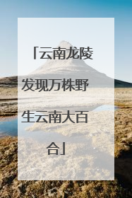 云南龙陵发现万株野生云南大百合