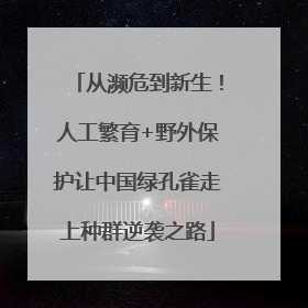 从濒危到新生！人工繁育+野外保护让中国绿孔雀走上种群逆袭之路