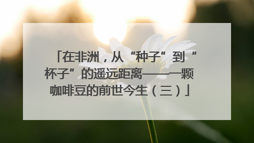 在非洲，从“种子”到“杯子”的遥远距离——一颗咖啡豆的前世今生（三）