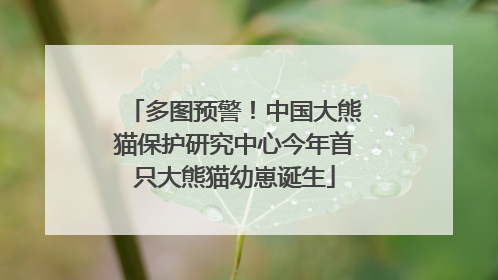 多图预警！中国大熊猫保护研究中心今年首只大熊猫幼崽诞生