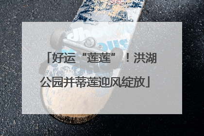 好运“莲莲”！洪湖公园并蒂莲迎风绽放