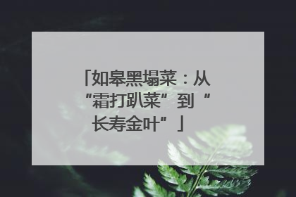 如皋黑塌菜：从“霜打趴菜”到“长寿金叶”