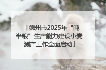 德州市2025年“吨半粮”生产能力建设小麦测产工作全面启动