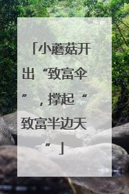 小蘑菇开出“致富伞”，撑起“致富半边天”