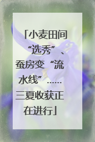 小麦田间“选秀”、蚕房变“流水线”……三夏收获正在进行
