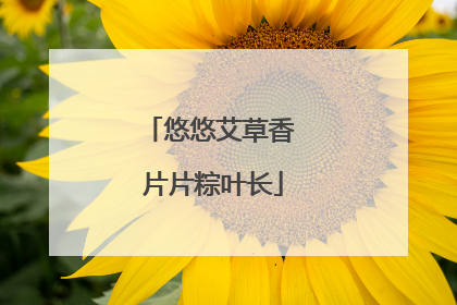 悠悠艾草香 片片粽叶长