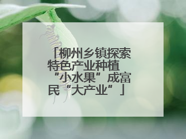 柳州乡镇探索特色产业种植 “小水果”成富民“大产业”