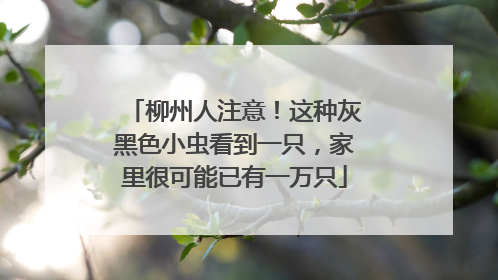 柳州人注意！这种灰黑色小虫看到一只，家里很可能已有一万只