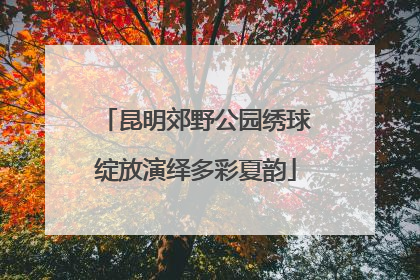 昆明郊野公园绣球绽放演绎多彩夏韵