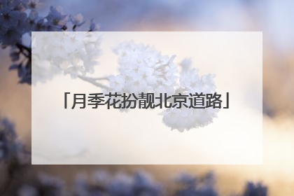 月季花扮靓北京道路