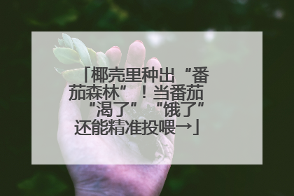 椰壳里种出“番茄森林”！当番茄“渴了”“饿了”还能精准投喂→
