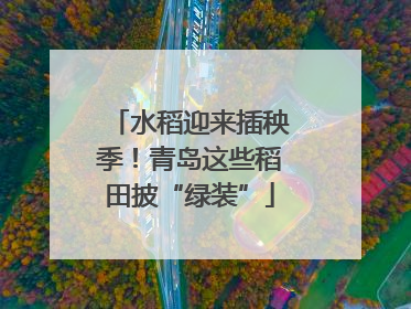 水稻迎来插秧季！青岛这些稻田披“绿装”