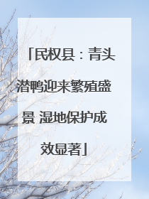 民权县：青头潜鸭迎来繁殖盛景 湿地保护成效显著