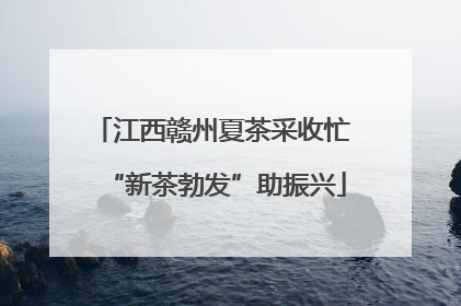 江西赣州夏茶采收忙 “新茶勃发”助振兴
