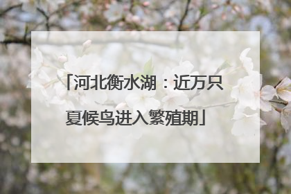 河北衡水湖：近万只夏候鸟进入繁殖期