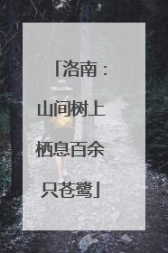 洛南：山间树上栖息百余只苍鹭