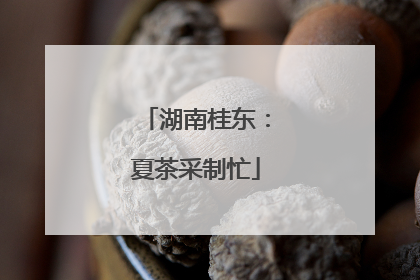 湖南桂东：夏茶采制忙