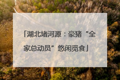 湖北堵河源：豪猪“全家总动员”悠闲觅食