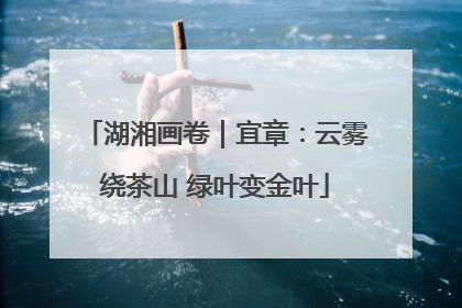 湖湘画卷｜宜章：云雾绕茶山 绿叶变金叶