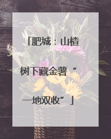肥城：山楂树下藏金薯“一地双收”