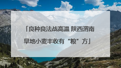 良种良法战高温 陕西渭南旱地小麦丰收有“粮”方