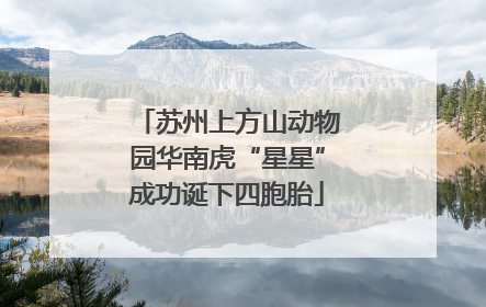 苏州上方山动物园华南虎“星星”成功诞下四胞胎