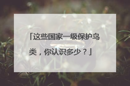 这些国家一级保护鸟类，你认识多少？