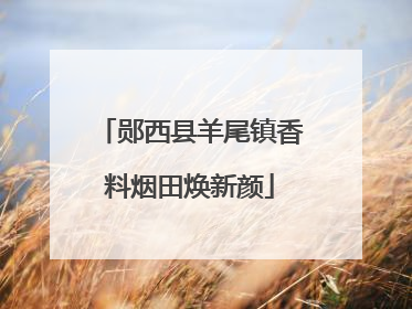 郧西县羊尾镇香料烟田焕新颜