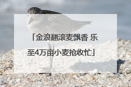 金浪翻滚麦飘香 乐至4万亩小麦抢收忙