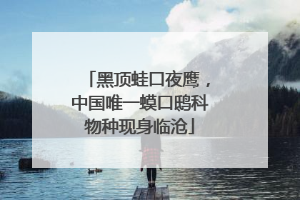 黑顶蛙口夜鹰，中国唯一蟆口鸱科物种现身临沧