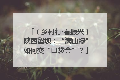 （乡村行·看振兴）陕西留坝：“满山绿”如何变“口袋金”？